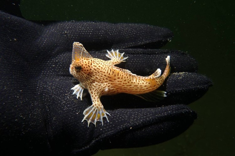 Thay vì bơi lội, những con cá hiếm hoi này tiến hóa vây ngực thành đôi tay và sử dụng tay để đi bộ trên đáy biển.